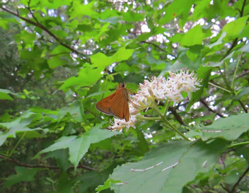 Delaware Skipper